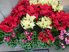�w���ƉԂ����ς��x�L�����y�[��
